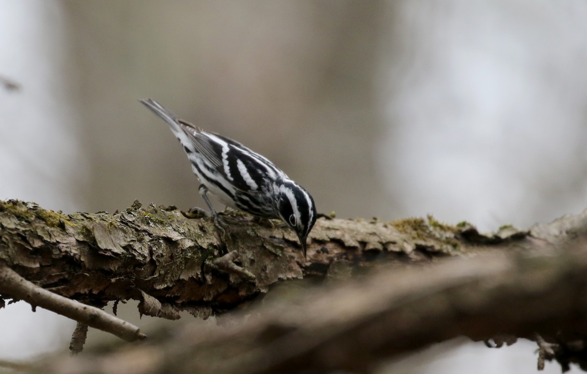 Black-and-white Warbler - ML99329071