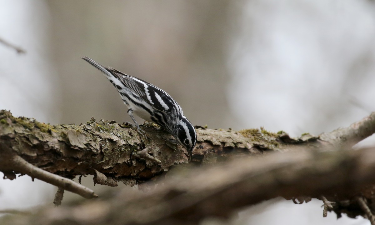 Black-and-white Warbler - ML99329111