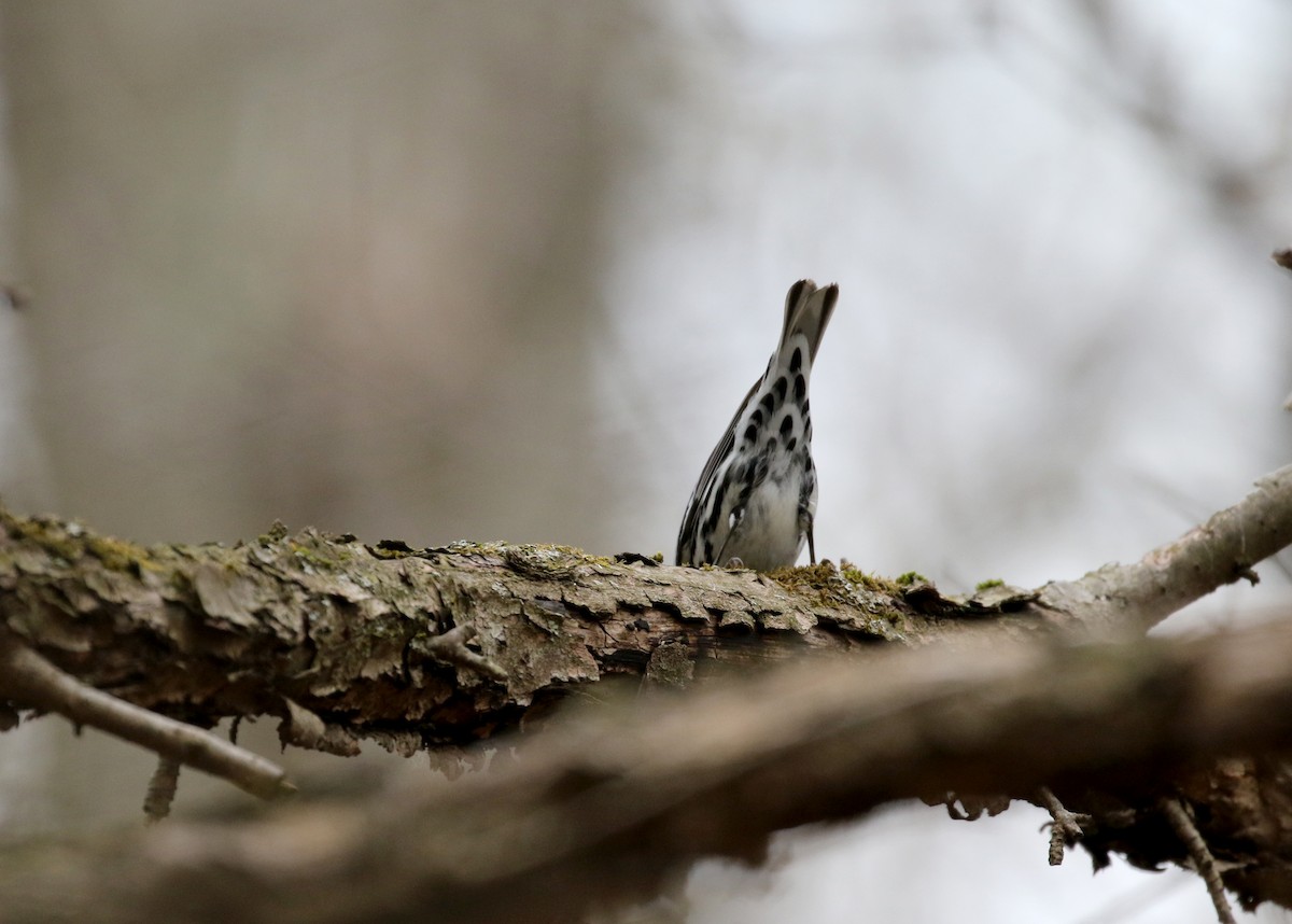 Black-and-white Warbler - ML99329131