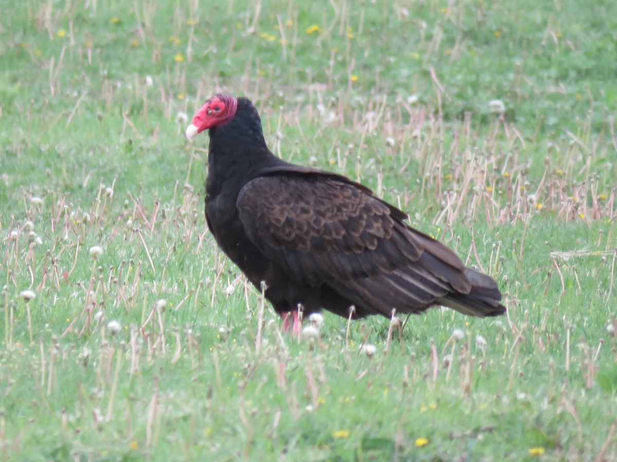 Turkey Vulture - ML99331841