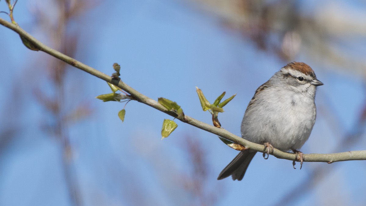 Chipping Sparrow - Susan Barnard