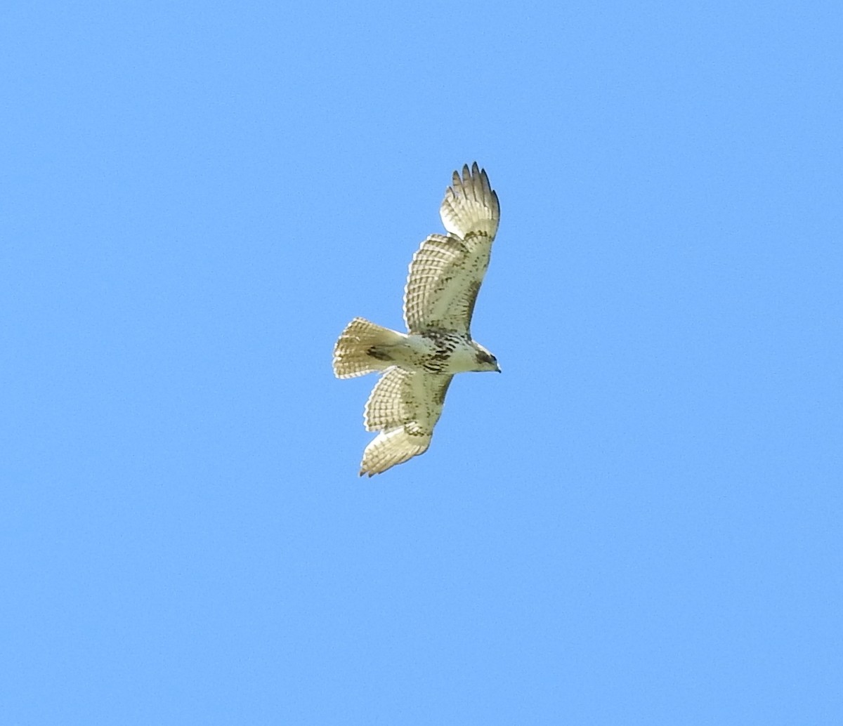 Red-tailed Hawk - ML99335251