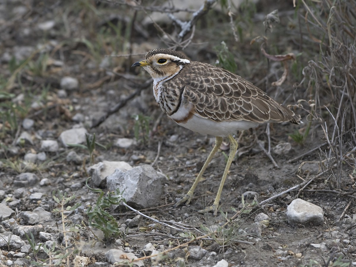 Three-banded Courser - ML99335631