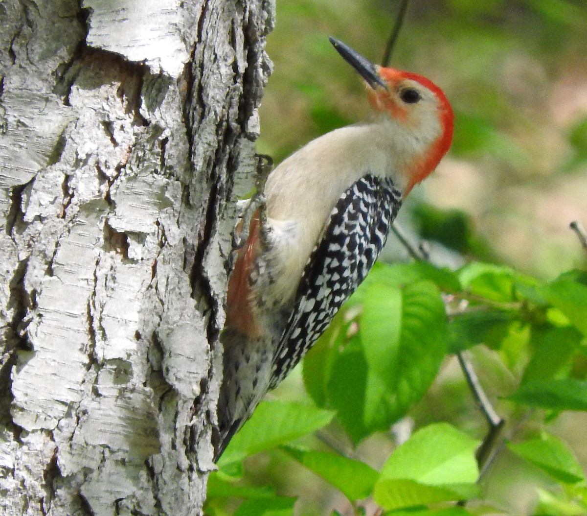 Red-bellied Woodpecker - ML99335891