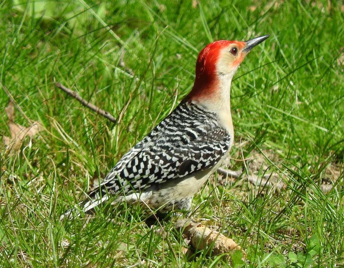 Red-bellied Woodpecker - Cristina Hartshorn