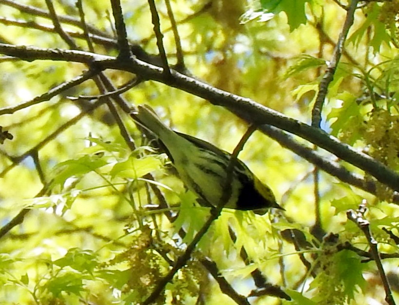 Black-throated Green Warbler - ML99337101