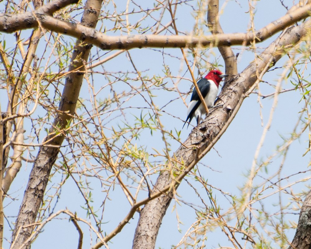 Red-headed Woodpecker - JW  Mills