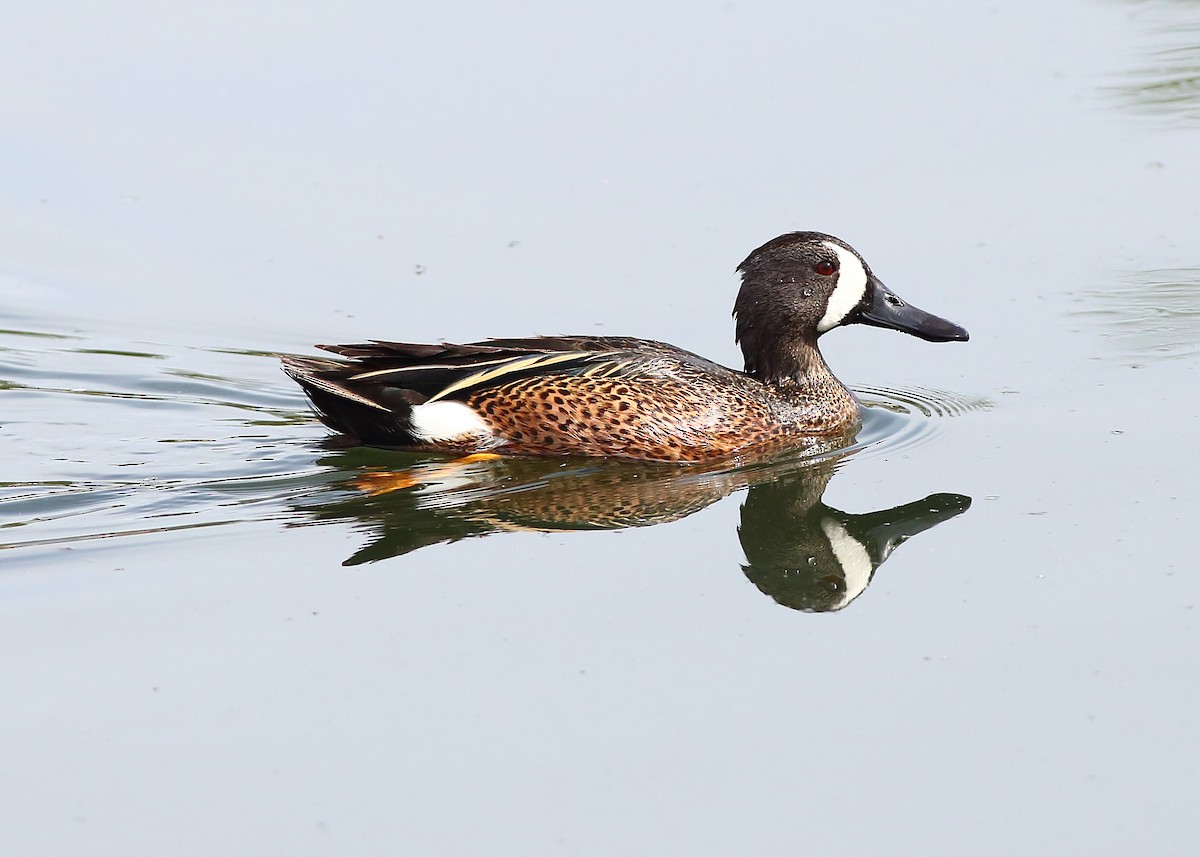 Blue-winged Teal - Piming Kuo