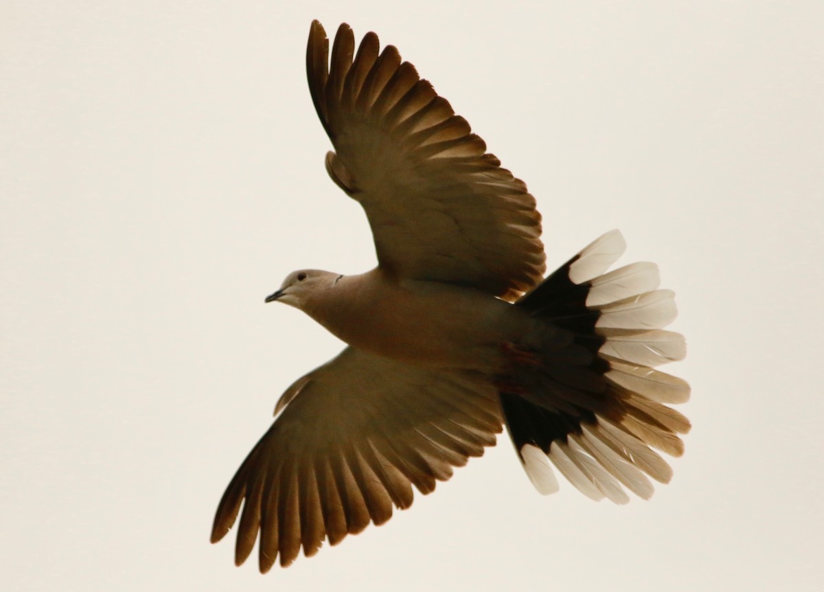 Eurasian Collared-Dove - Alexander Sapiens