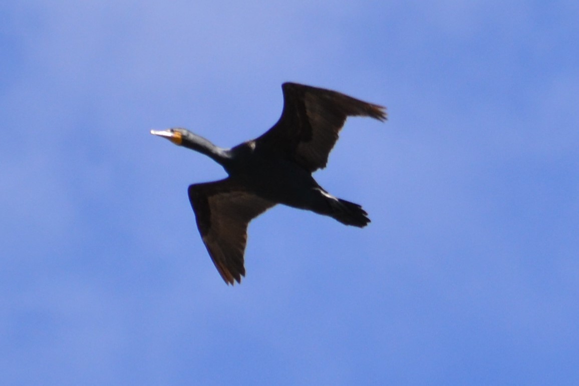 Double-crested Cormorant - ML99342051