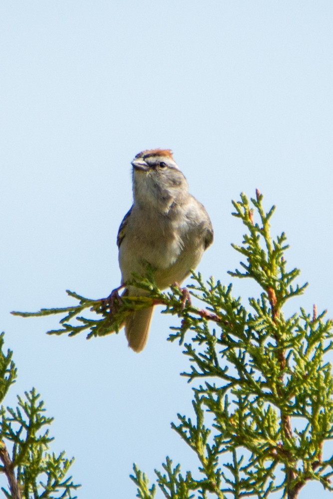 Chipping Sparrow - Kathy Collins