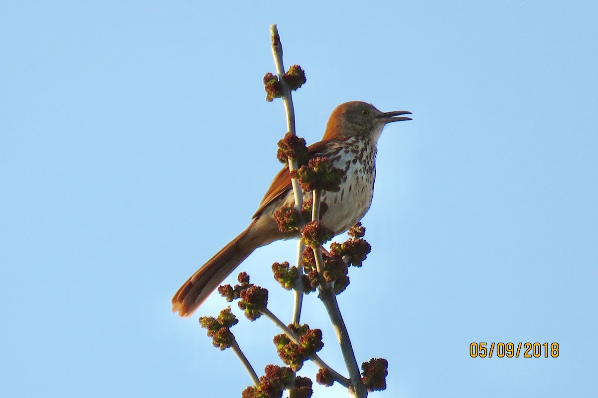 Brown Thrasher - Paul Wolter