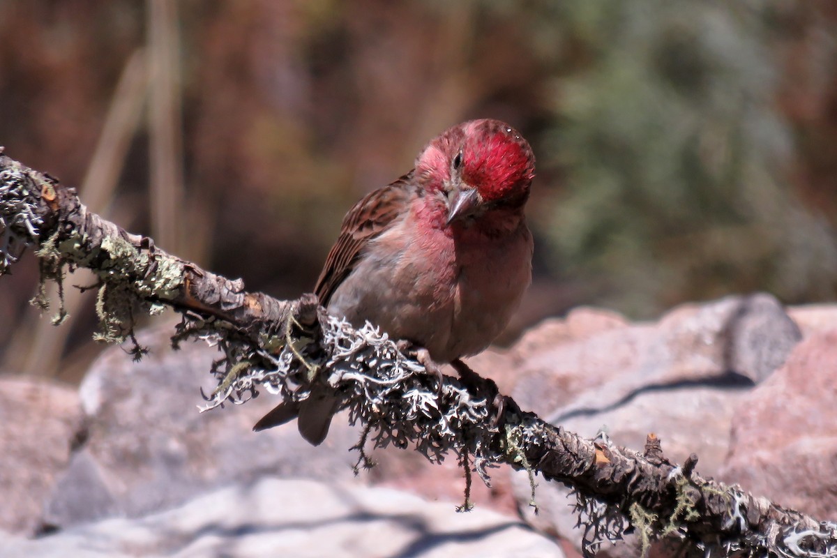 Cassin's Finch - Florence King