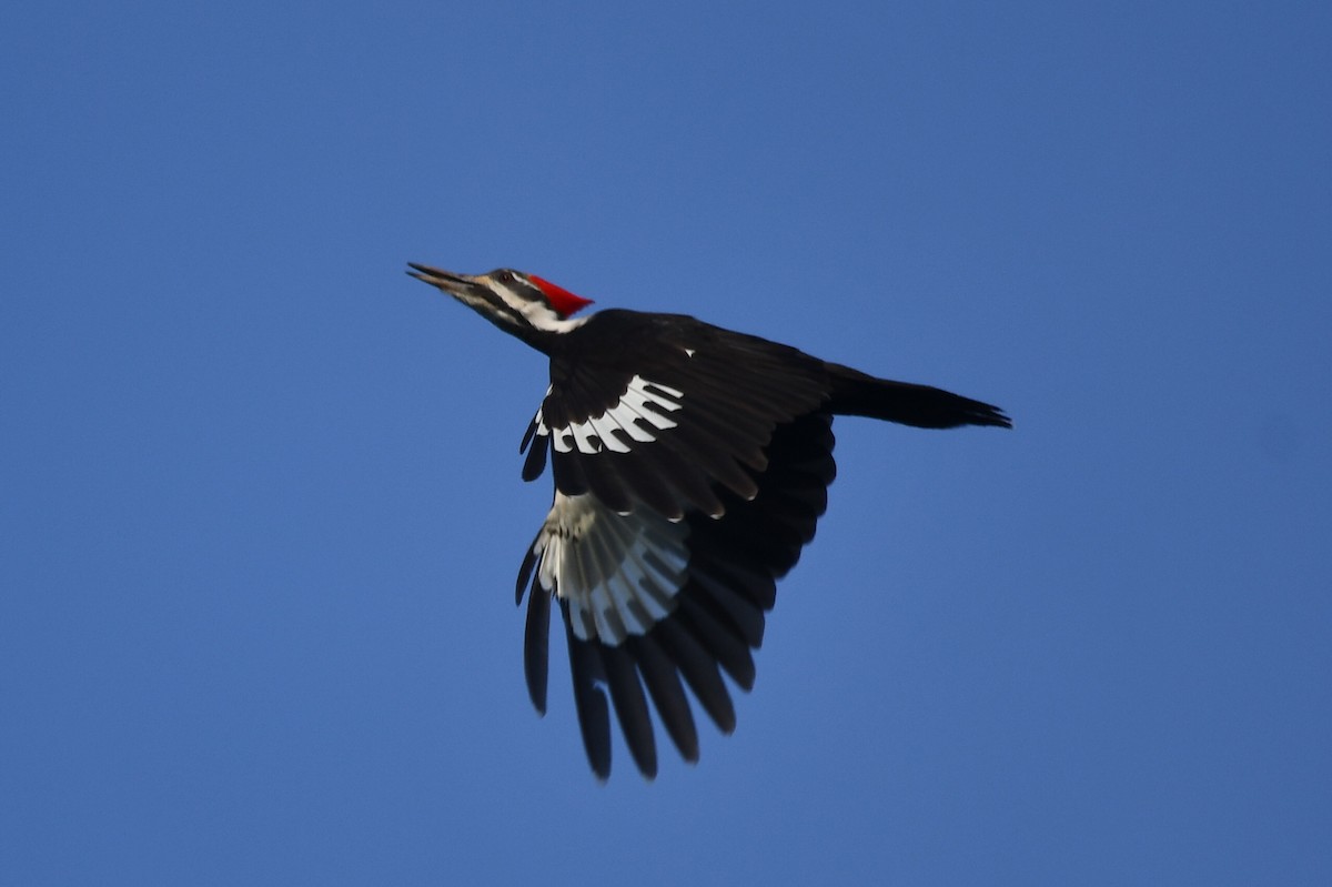 Pileated Woodpecker - Sarah Lamond