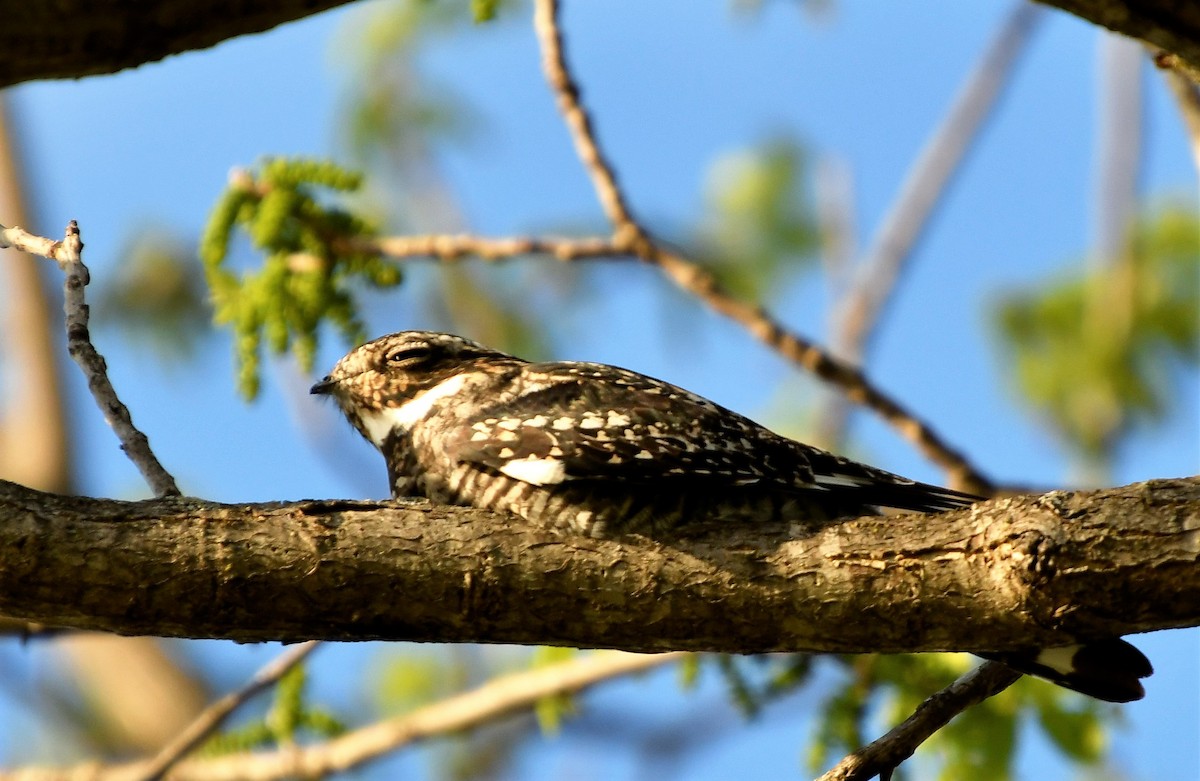 Common Nighthawk - Candace Havely