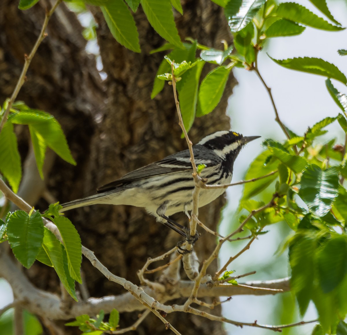 Black-throated Gray Warbler - Jim Merritt