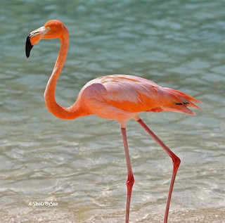 American Flamingo, ML99353091