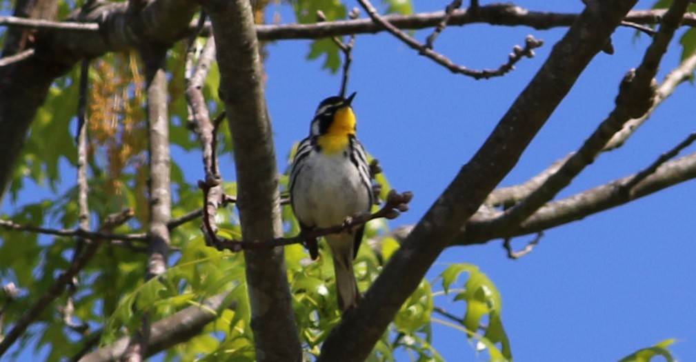 Yellow-throated Warbler - Jason Rieger