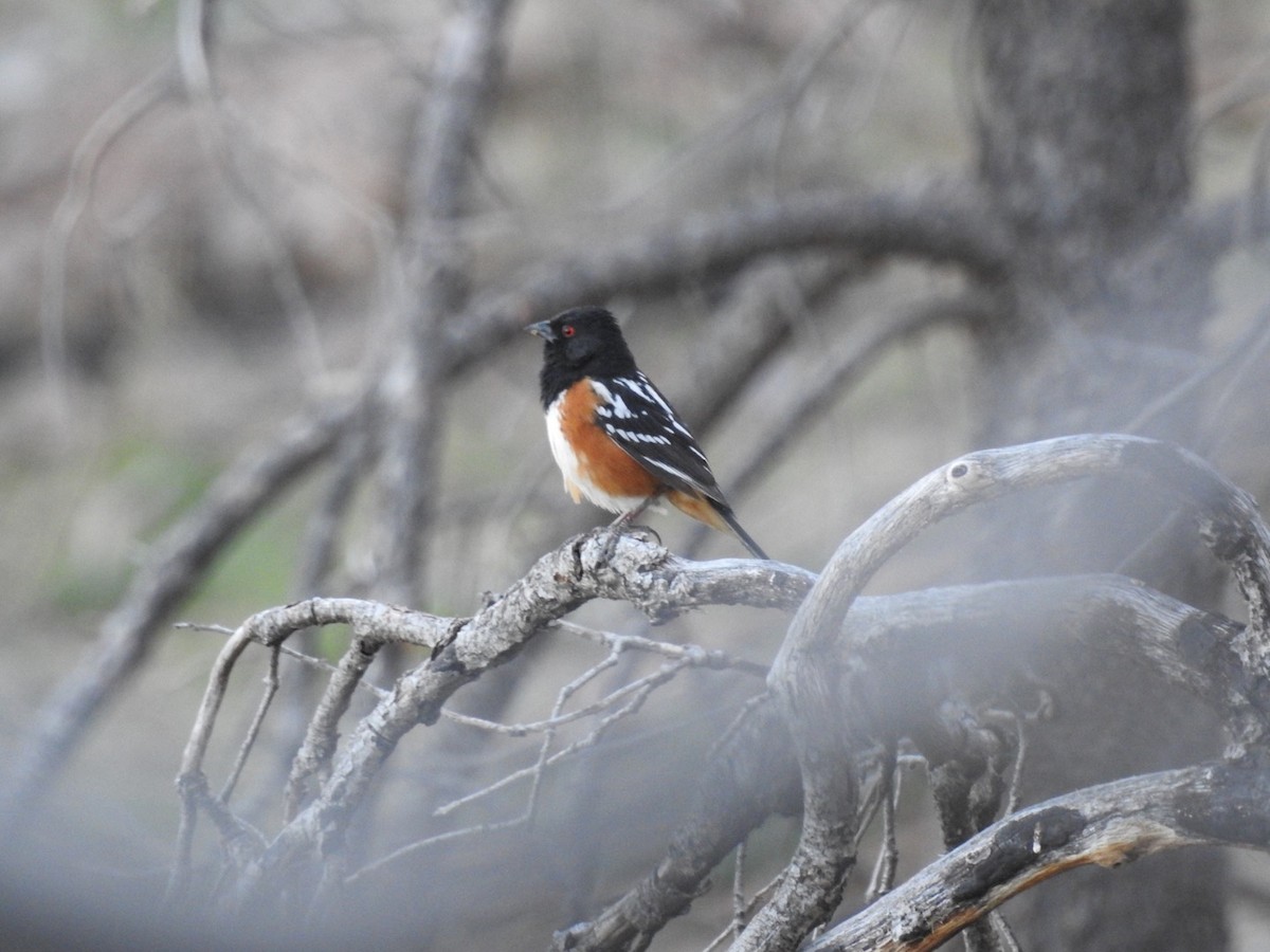 Spotted Towhee - ML99357311