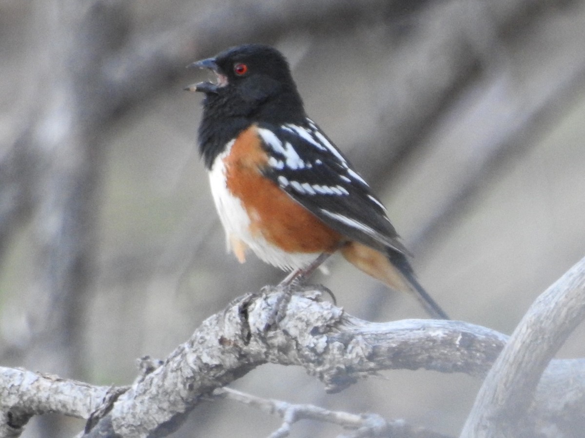 Spotted Towhee - ML99357361