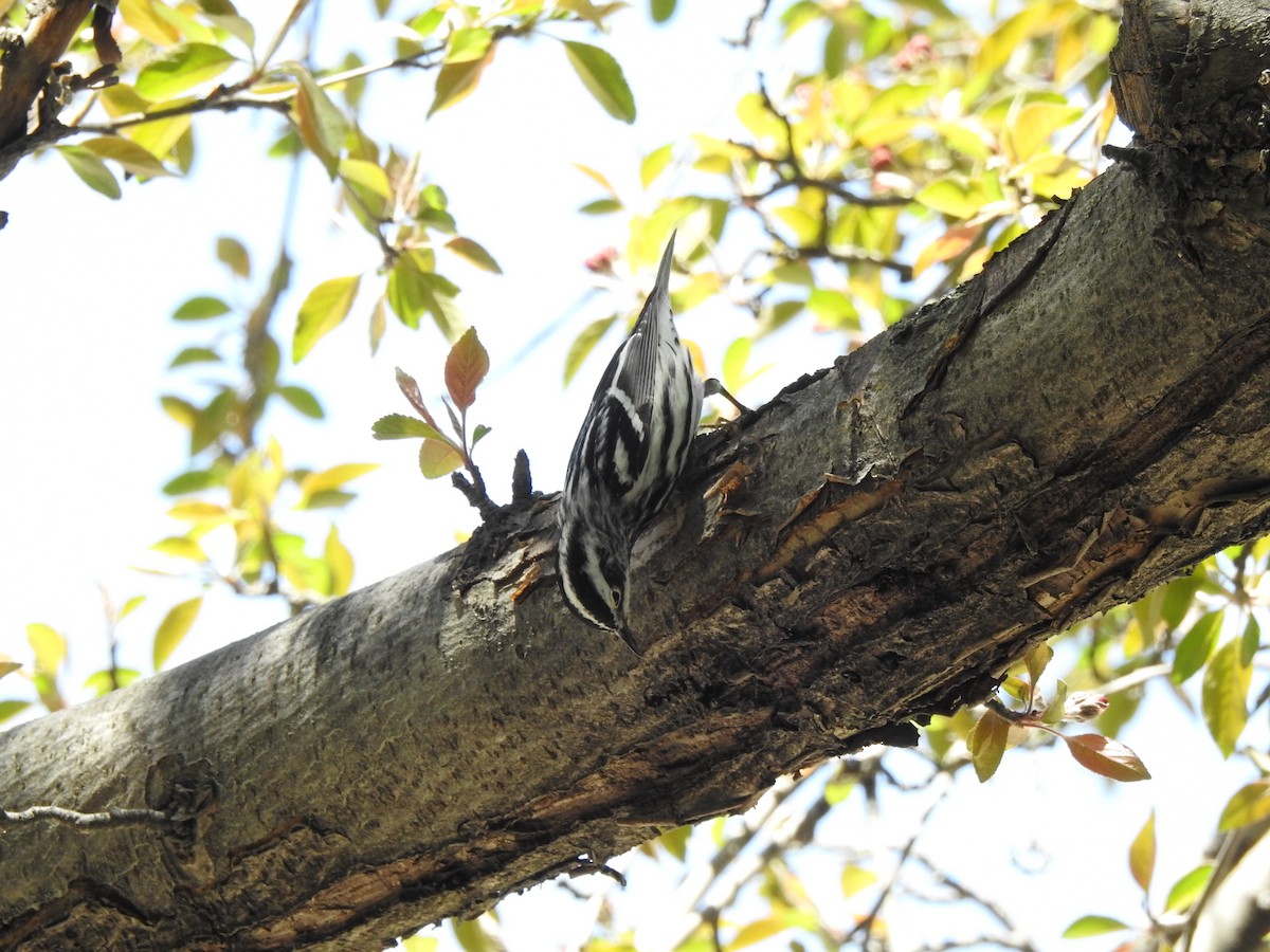 Black-and-white Warbler - ML99357621