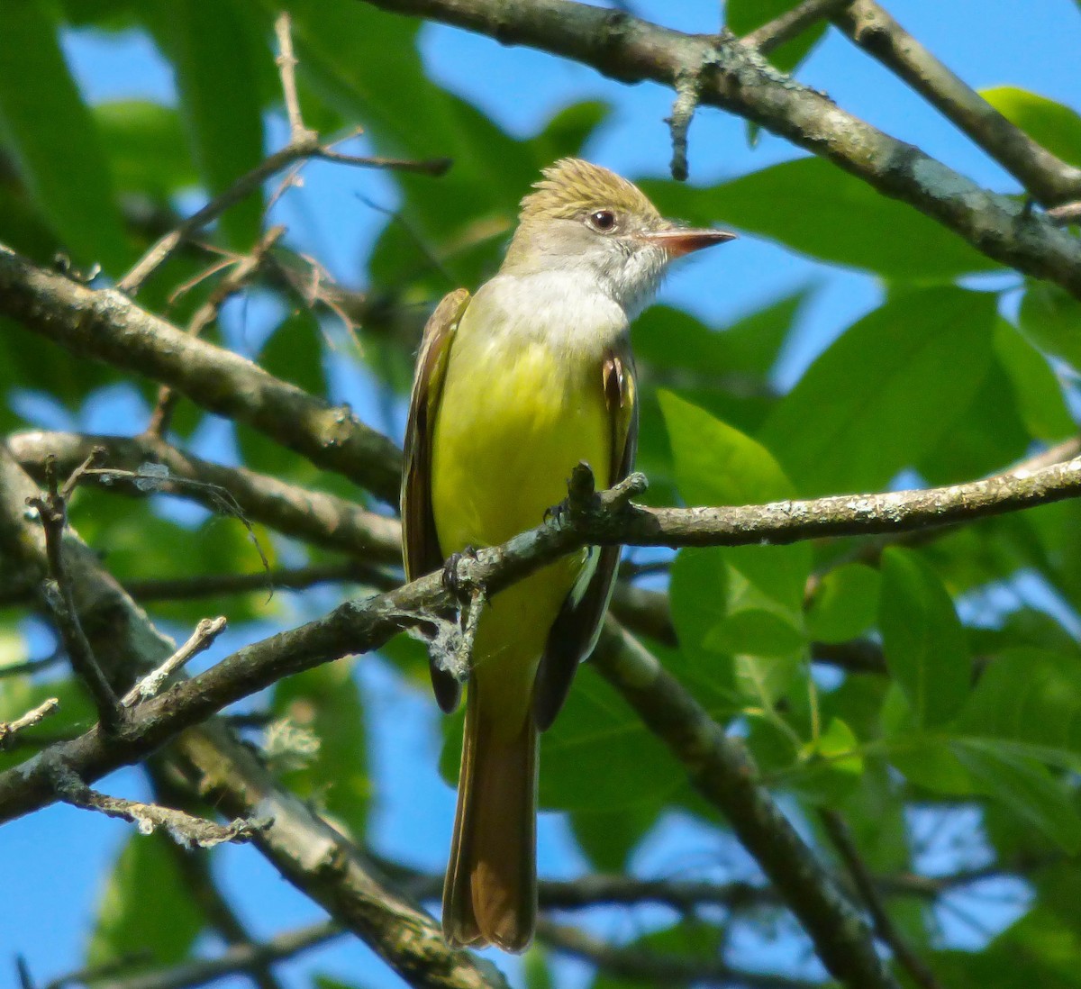 Great Crested Flycatcher - ML99358081