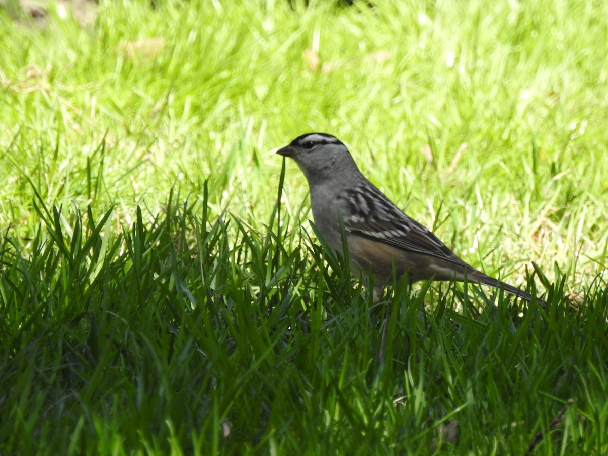 White-crowned Sparrow - ML99358401