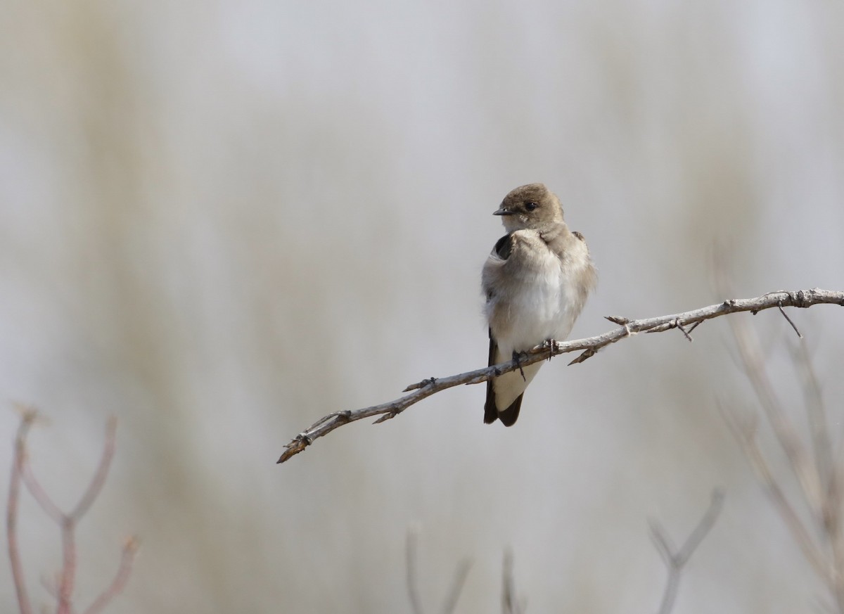 Northern Rough-winged Swallow - Phillip Odum