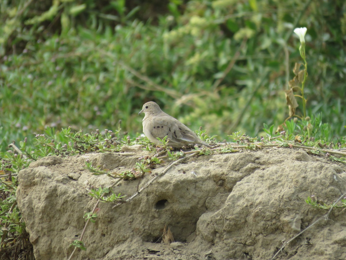 Plain-breasted Ground Dove - ML99359451