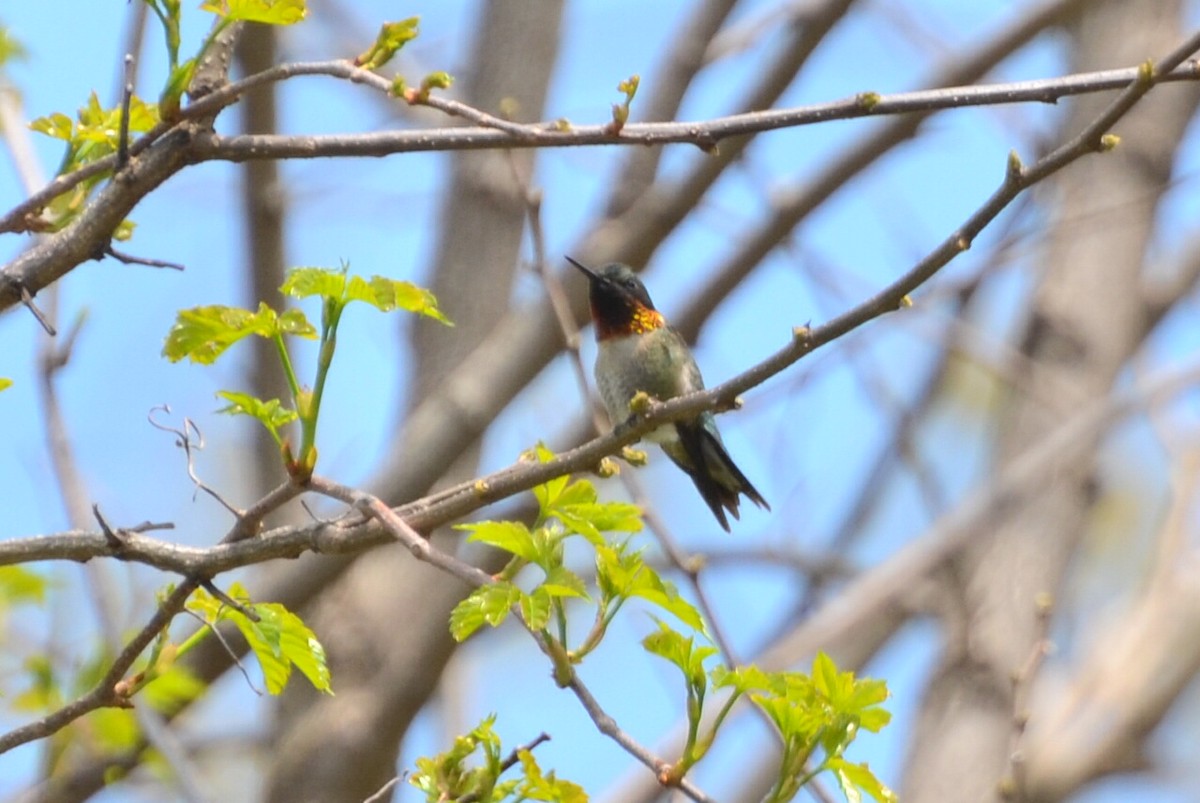 Ruby-throated Hummingbird - ML99360821