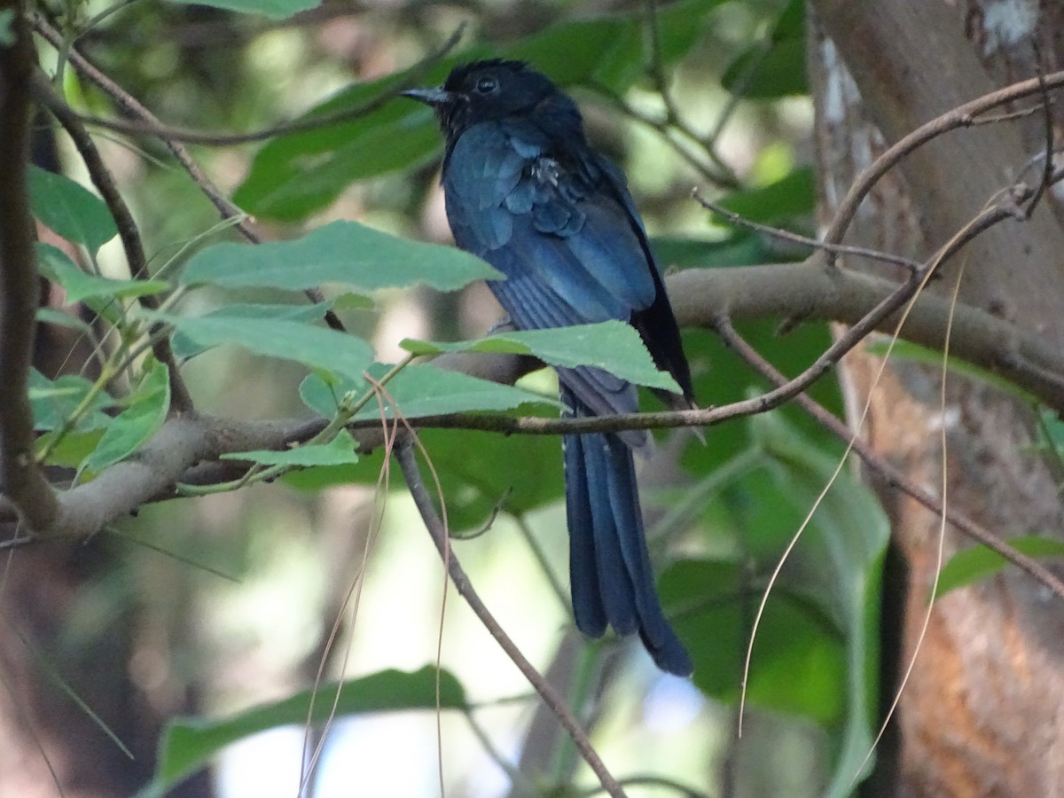 Square-tailed Drongo-Cuckoo - Sipu Kumar