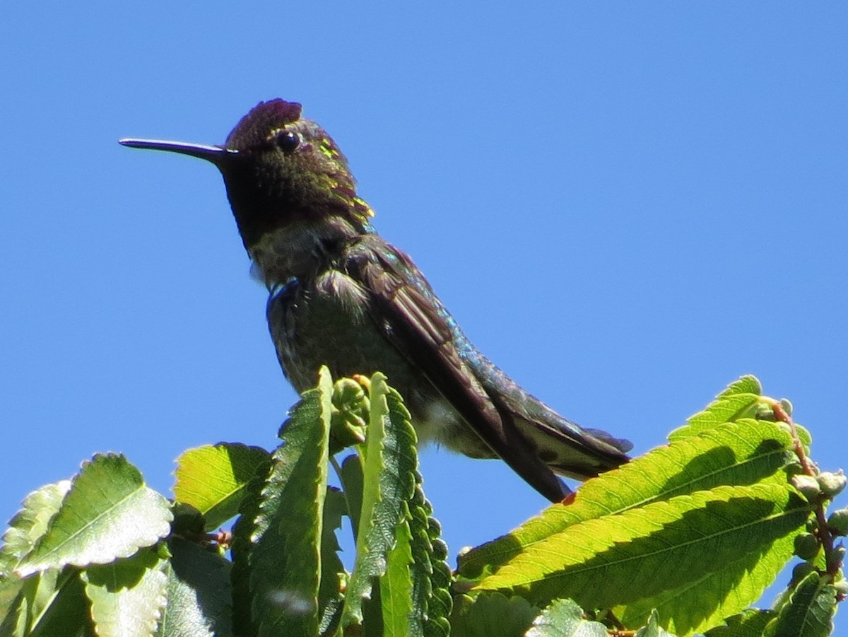 Anna's Hummingbird - ML99364381