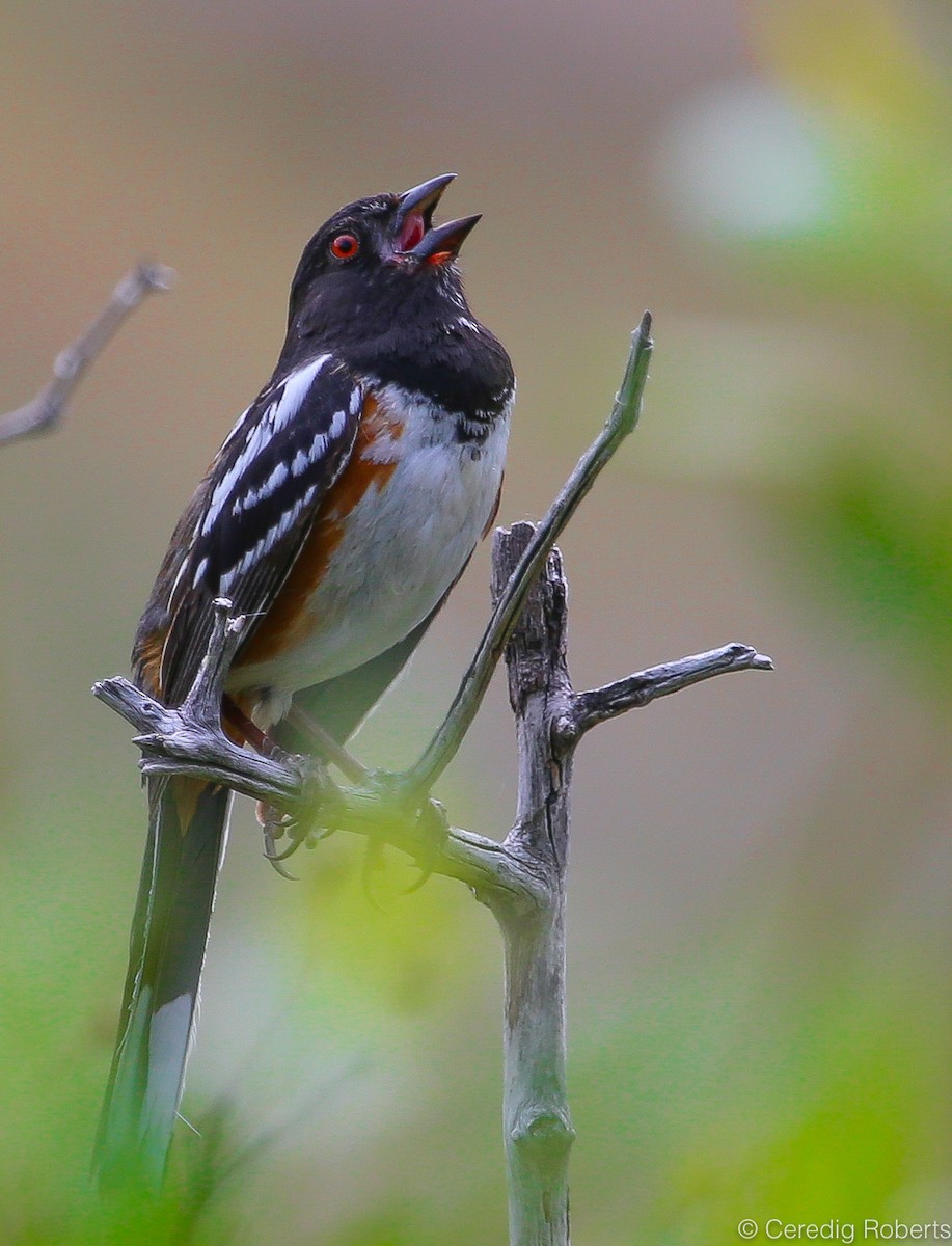 Spotted Towhee - ML99365231