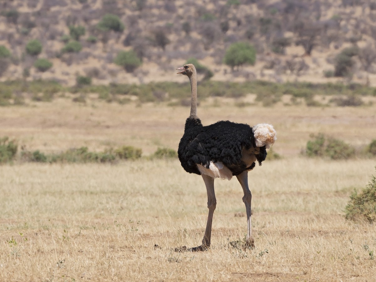 Somali Ostrich - ML99367831
