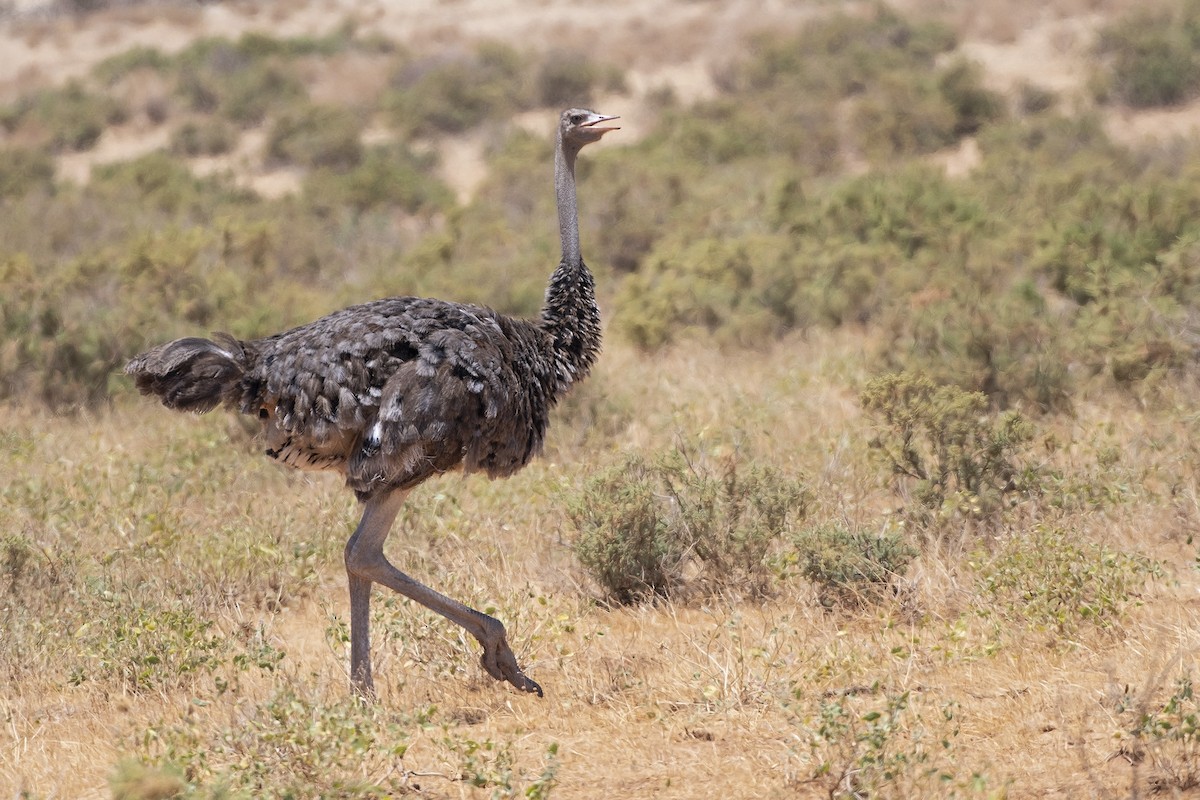Сомалийский страус - ML99367851