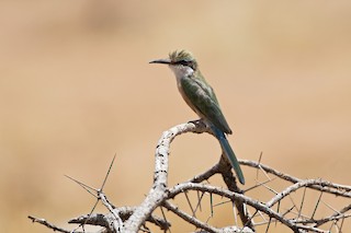  - Somali Bee-eater