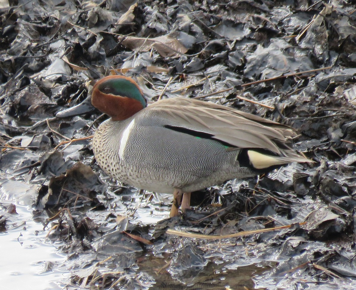 Green-winged Teal - ML99368081