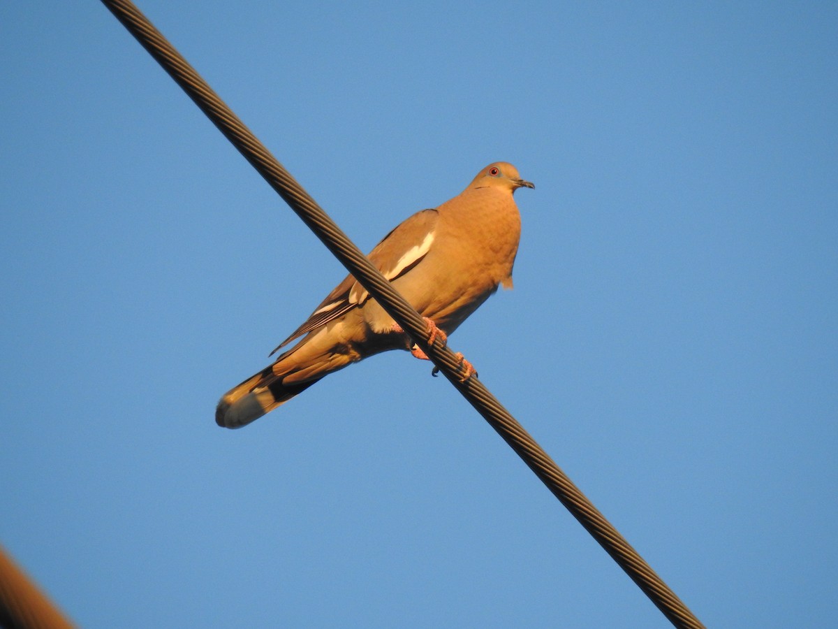 White-winged Dove - ML99368881