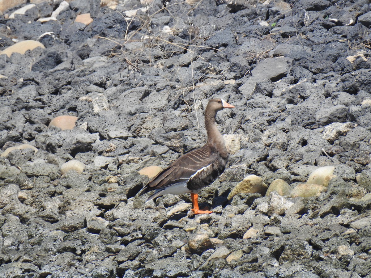 Greater White-fronted Goose - Stoddard and Ellen Davenport