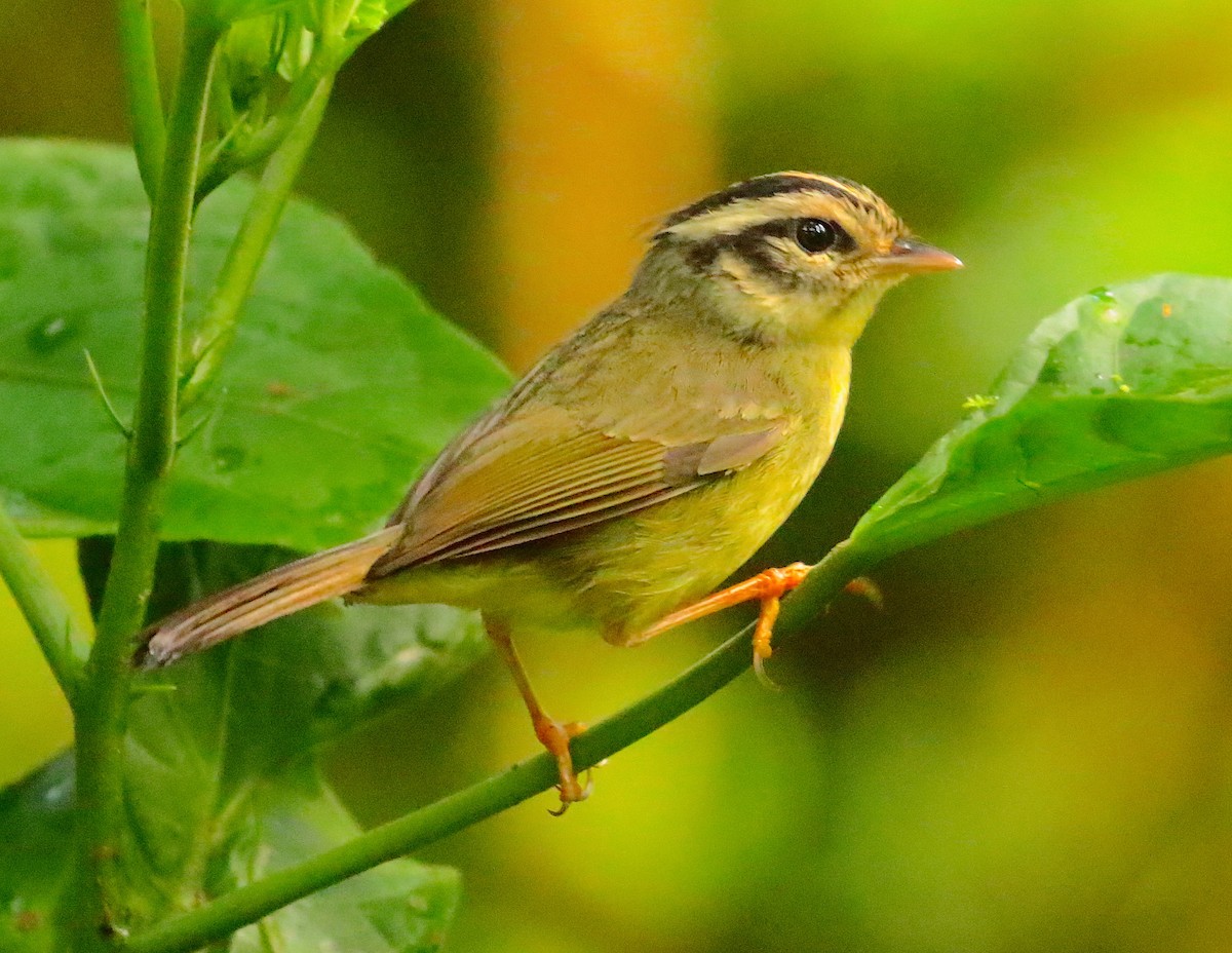 Costa Rican Warbler - Anonymous