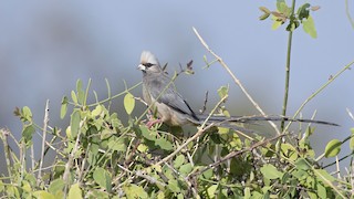  - White-headed Mousebird