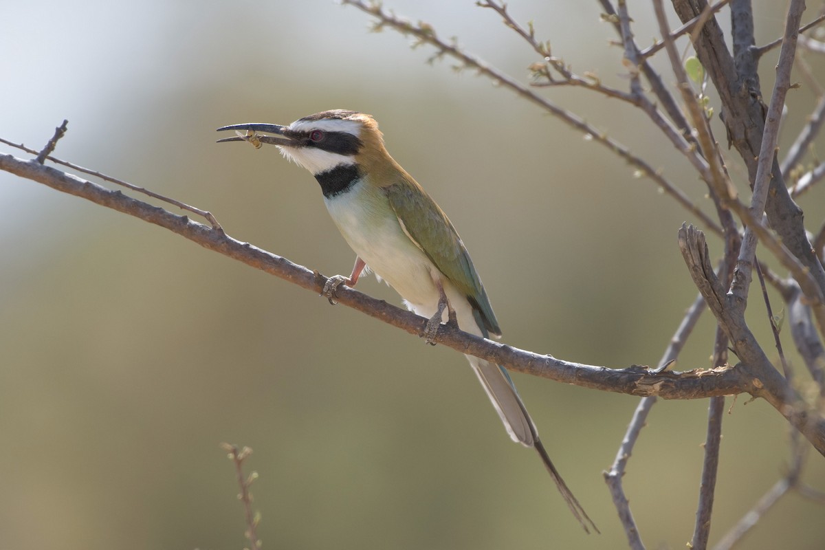 White-throated Bee-eater - ML99371111