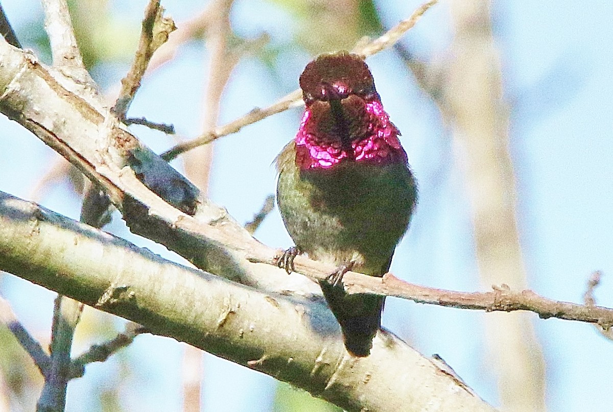 Anna's Hummingbird - Glenn Anderson