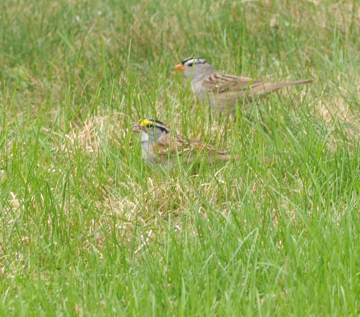 White-throated Sparrow - ML99374121