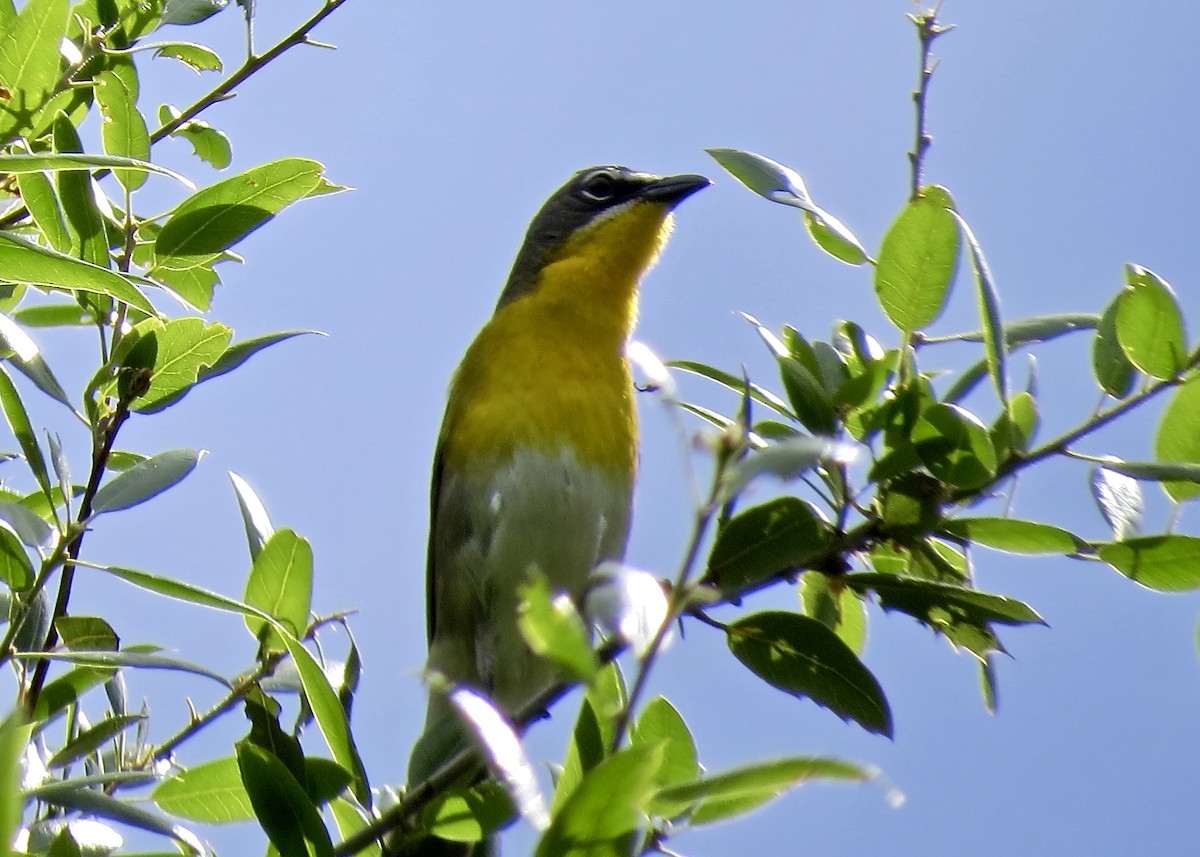 Yellow-breasted Chat - ML99376211