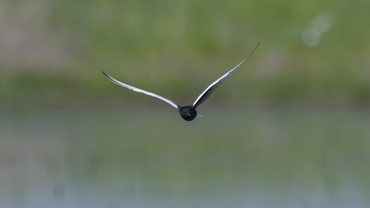 White-winged Tern - Ferit Başbuğ