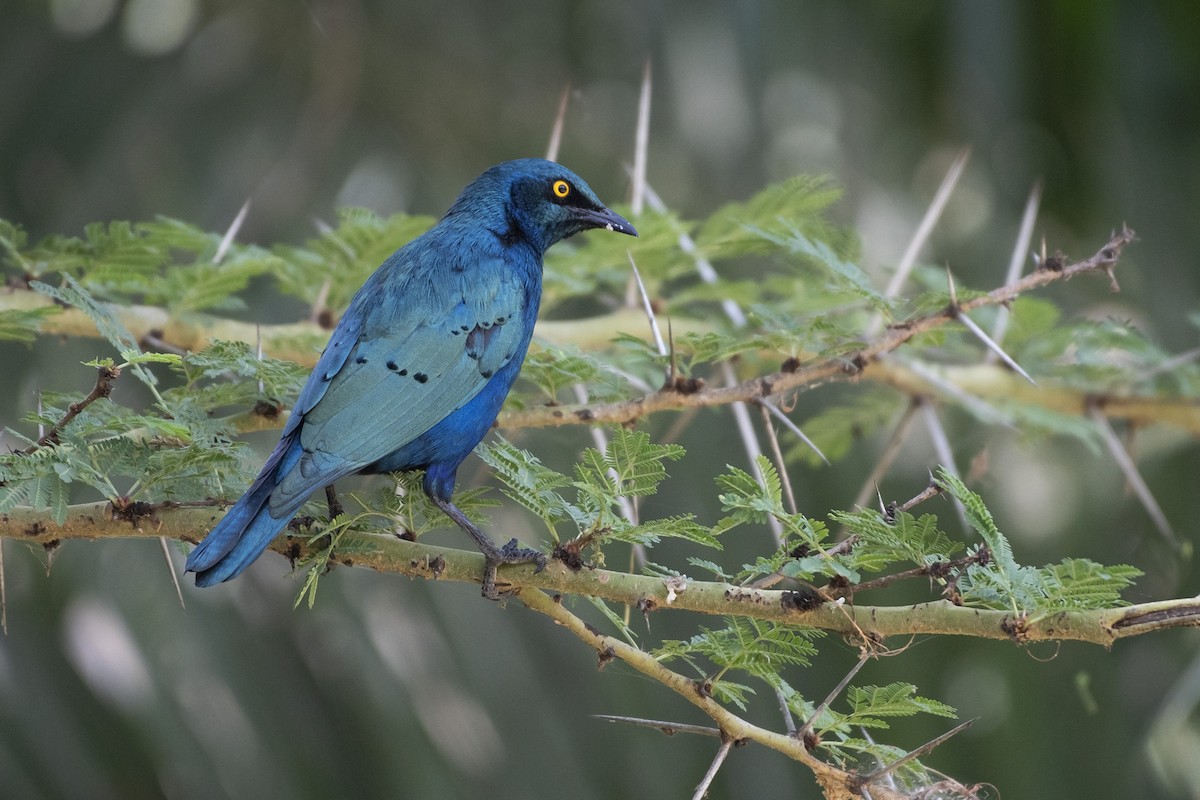 Greater Blue-eared Starling - ML99377101