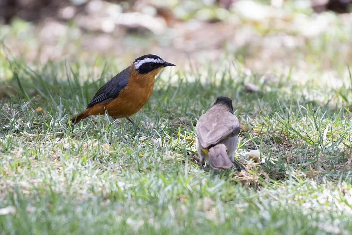 White-browed Robin-Chat - ML99377121
