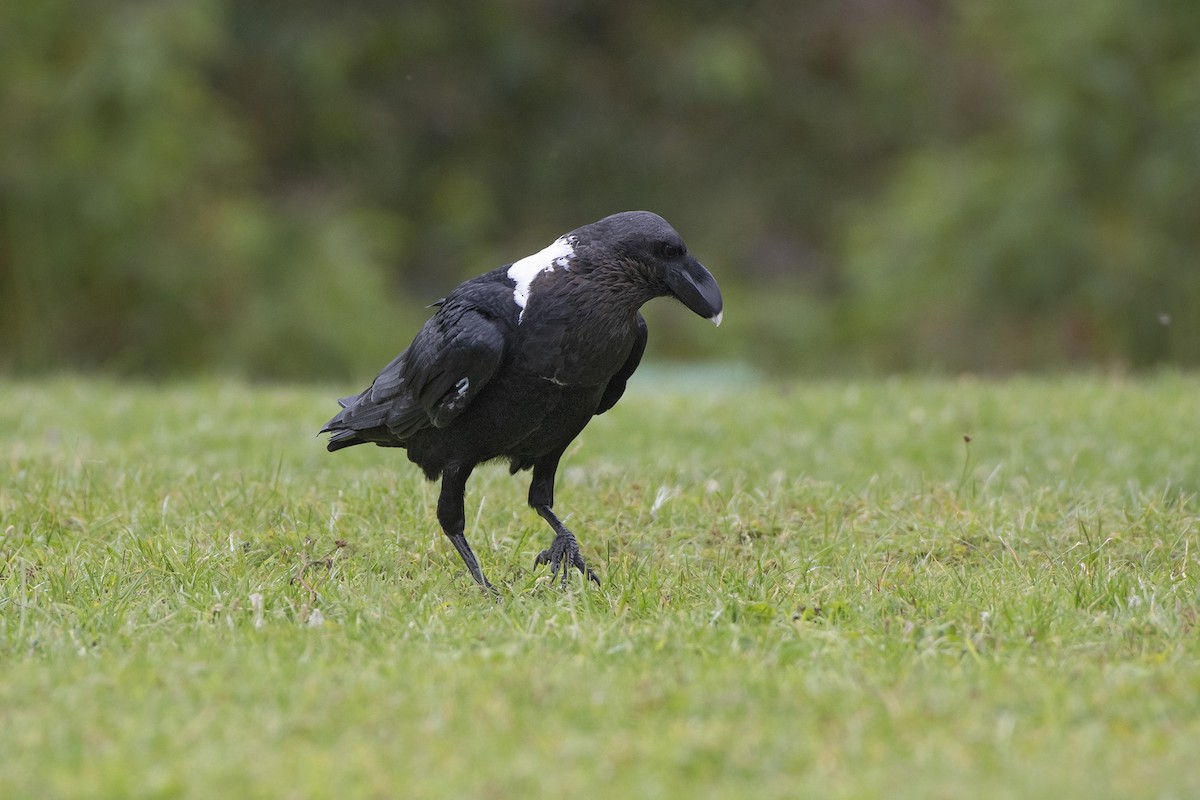 White-necked Raven - Debra Herst
