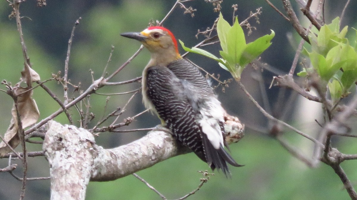 Golden-fronted Woodpecker - ML99379721